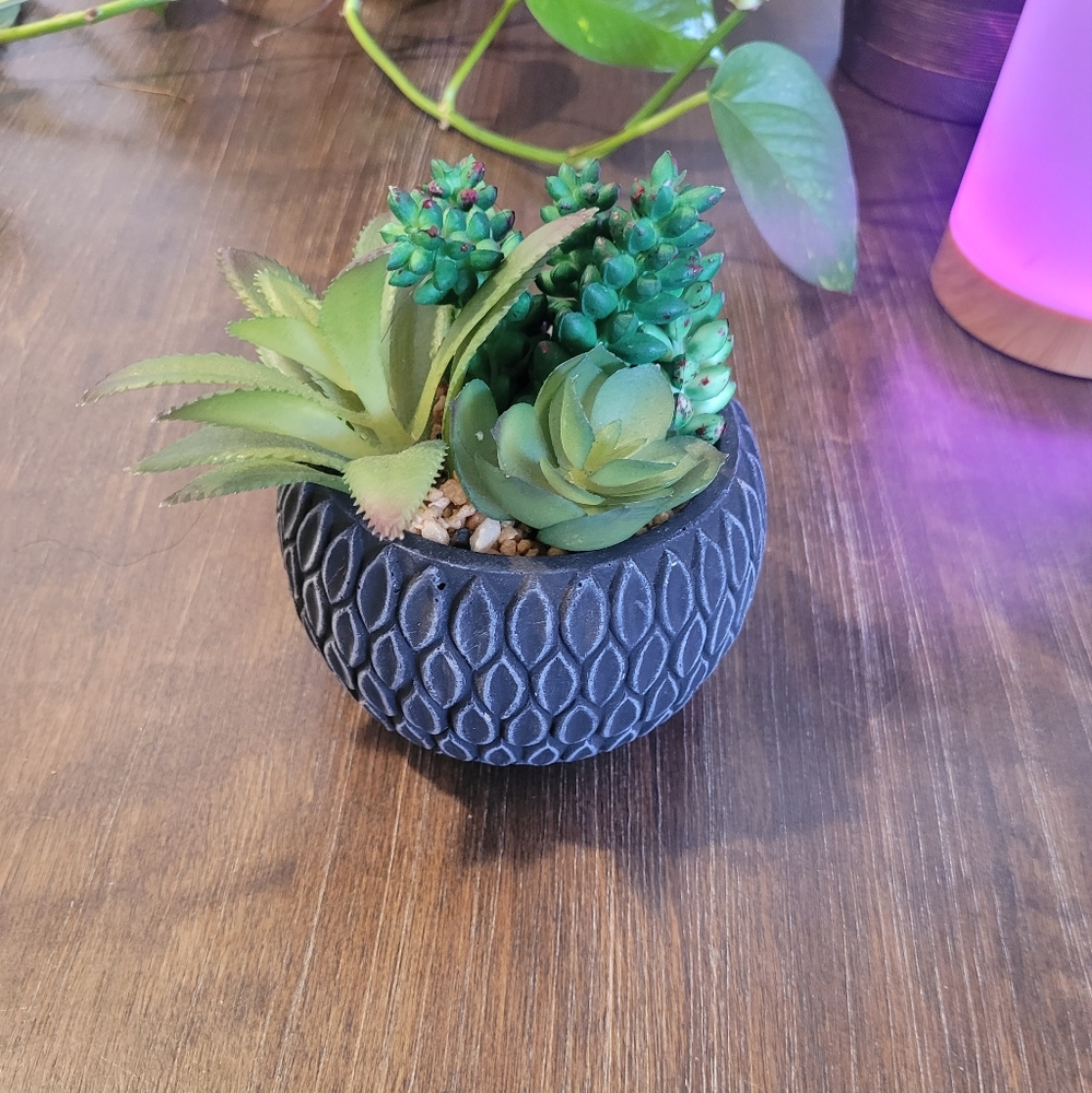 Beautiful pot & plant